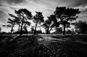 Fine art bw landscape photo of a forest of pine trees