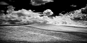 Fine art black and white photography of Wheat blowing up on a hill