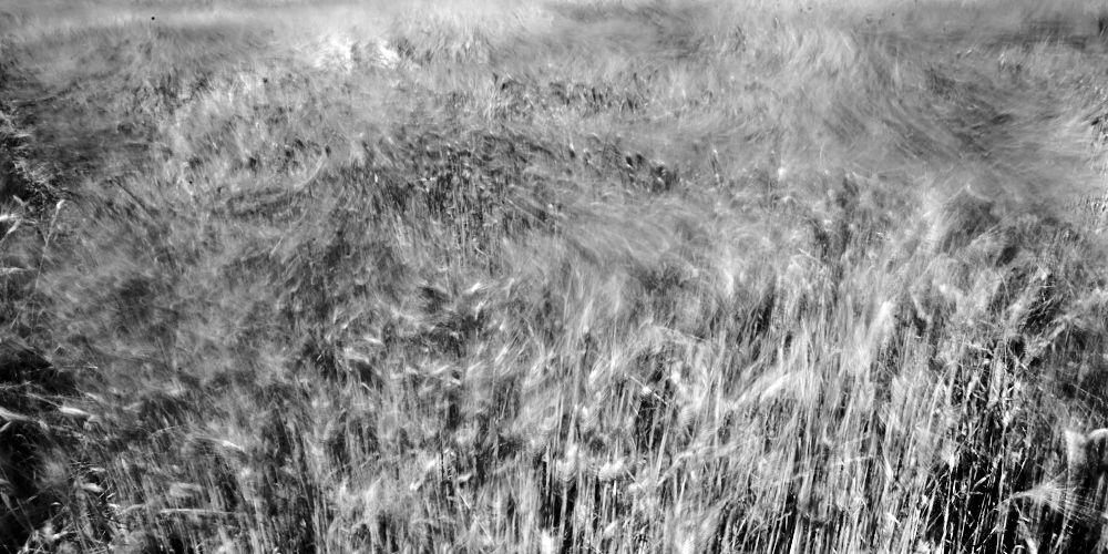 Fine art black and white photography of Wheat blowing up on a hill in Tuscany near Pisa