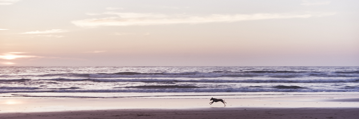 Fine art photography of a dog running in front of the ocean in alentejo, south Portugal