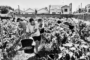 black fine art image done during the harvest of Muscat in France