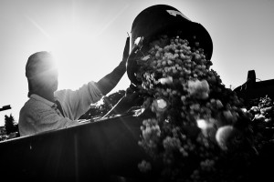 black fine art image done during the harvest of Muscat in France