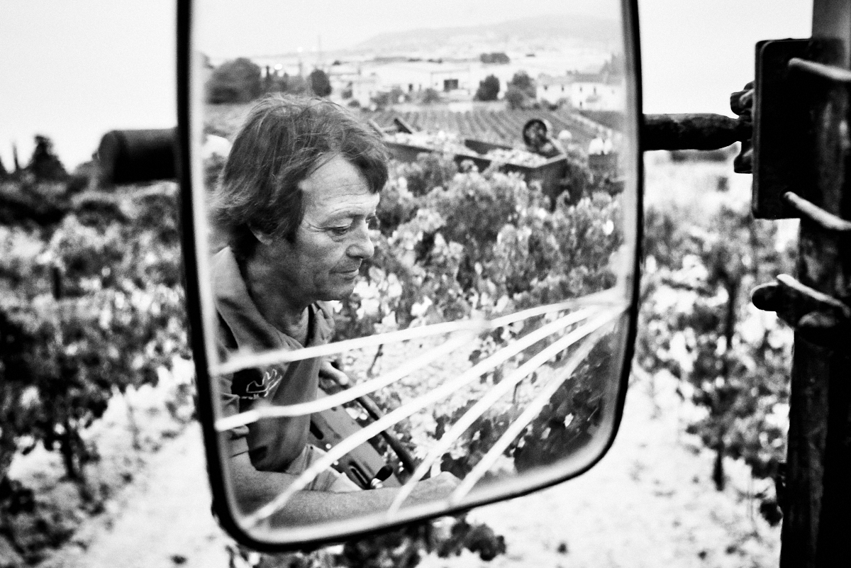 harvest of Muscat, France in Frontignan.black and white fine art and documentary photo