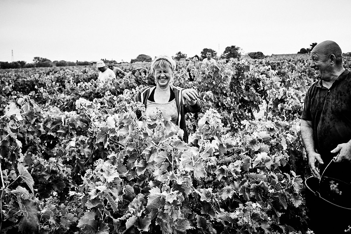 harvest of Muscat, France in Frontignan.black and white fine art and documentary photo